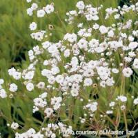 Gypsophila Snowflake