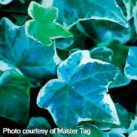 Hedera helix Ann Marie