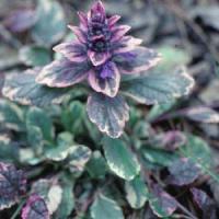 Ajuga reptans Variegated