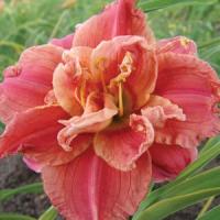 Hemerocallis Double Trouble Congo Coral