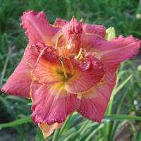 Hemerocallis Double Trouble Diane Taylor