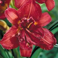 Hemerocallis Double Trouble Double Firecracker
