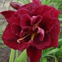 Hemerocallis Double Trouble Double Red Royal