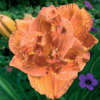 Hemerocallis Double Trouble Doubleicious