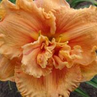 Hemerocallis Double Trouble Jerry Pate Williams