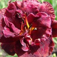 Hemerocallis Double Trouble Night Embers