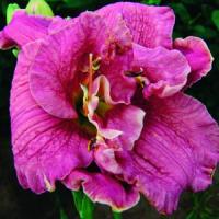 Hemerocallis Double Trouble Over The Top
