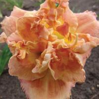 Hemerocallis Double Trouble Solid Geometry
