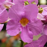 Incarvillea delavayi 