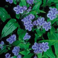 Omphalodes cappadocica Starry Eyes