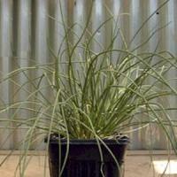 Chives Schoenoprasum