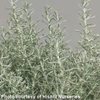 Dwarf Curry Herb