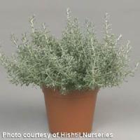 Dwarf Curry Herb