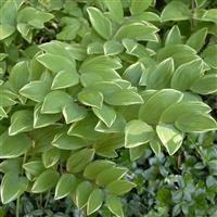 Polygonatum multiflorum Variegatum