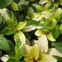 Mint Peppermint Var