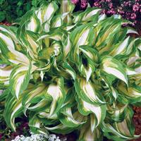 Hosta Mediovariegata