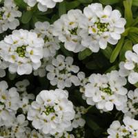 Iberis sempervirens Golden Candy