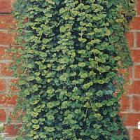 Herb Satureja douglasii Indian Mint