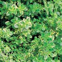 Herb Thyme citriodorus Aureus