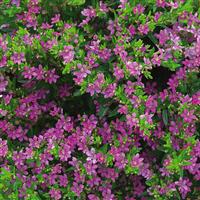 Pink Cuphea hyssopifolia