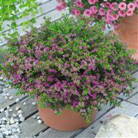 Pink Cuphea hyssopifolia