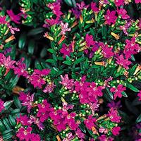 Purple Cuphea hyssopifolia