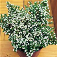 White Cuphea hyssopifolia