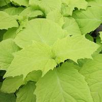 Kirengeshoma palmata Margarita