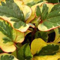 Houttuynia cordata 