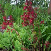 Heuchera sanguineum Splendens