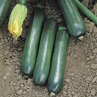 Ball's Zucchini Squash