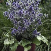 Eryngium Tiny Jackpot