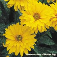 Heliopsis Summer Sun