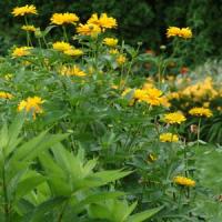 Heliopsis Summer Sun