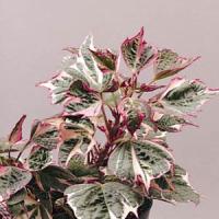 Tricolor Ipomoea