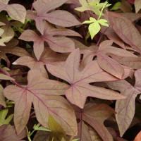 Bronze Ipomoea
