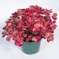 Painted Bloodleaf Iresine Herbstii