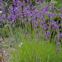 Lavandula angustifolia Blue Dwarf