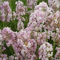 Lavandula angustifolia Rosea