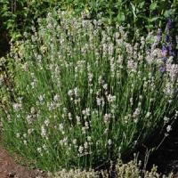 Lavandula angustifolia Rosea