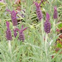 Lavandula stoechas Blue Star