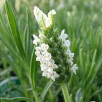 Lavandula Devon Compact White