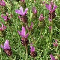 Lavandula Devon Compacta