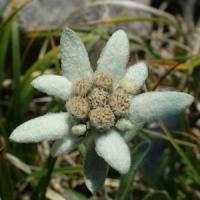 Leontopodium alpinum Edelweiss