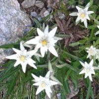 Leontopodium alpinum Edelweiss