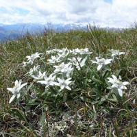 Leontopodium alpinum Edelweiss