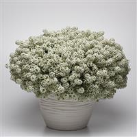 Easy Breezy™ White Lobularia