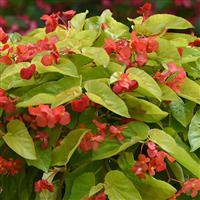 Canary Wings Begonia Vegetative
