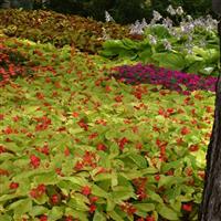 Canary Wings Begonia Vegetative