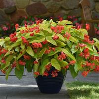 Canary Wings Begonia Vegetative